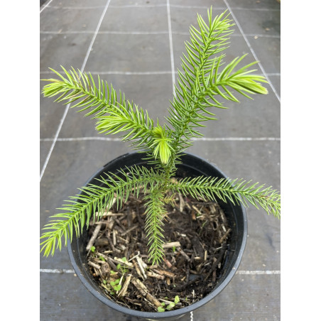 Araucaria muelleri