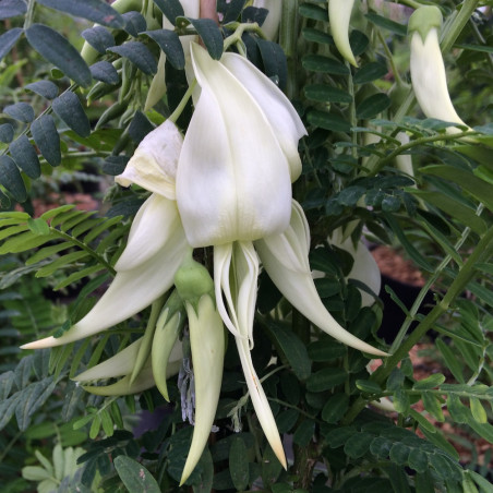 Clianthus puniceus white heron