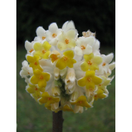 Edgeworthia chrysantha grandiflora