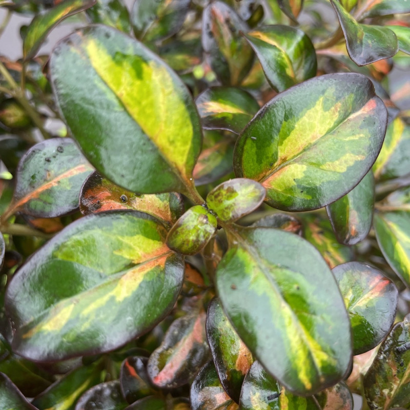 Coprosma tango®