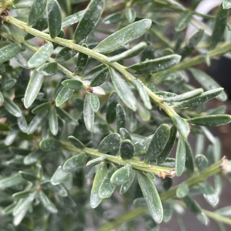 Podocarpus nivalis