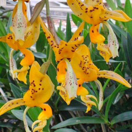 Stanhopea jenischiana