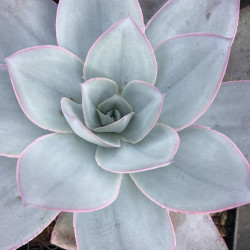 Echeveria white cloud