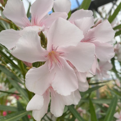 Nerium oleander Alsace