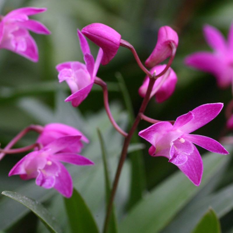 Dendrobium kingianum