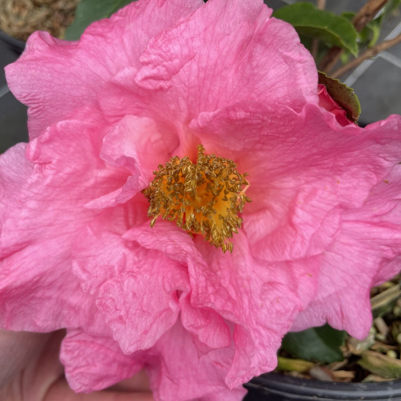 Camellia reticulata l'ange bleu