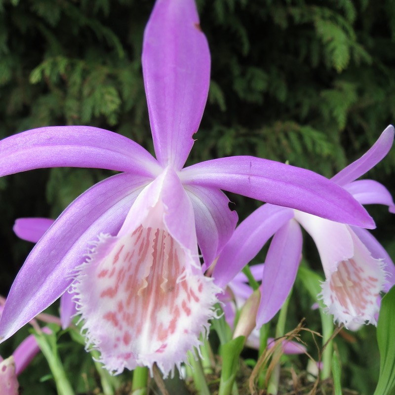 Pleione bulbocodioides