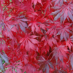 Acer palmatum emerald isle