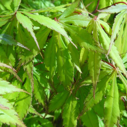 Acer palmatum emerald isle