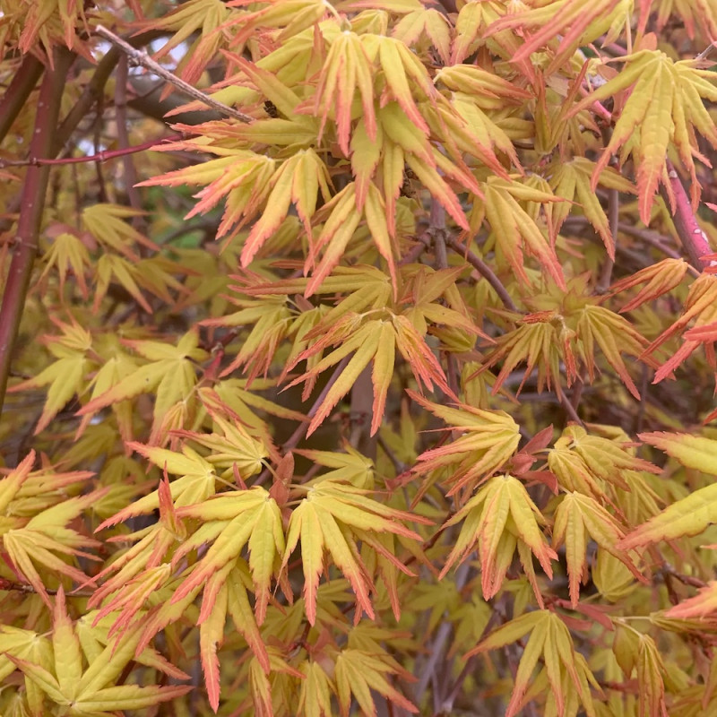 Acer palmatum Cascade Emerald - Erable du Japon