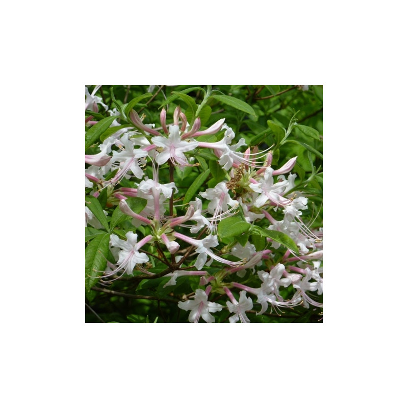 Azalea canescens