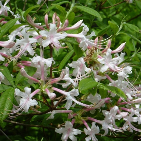 Azalea canescens