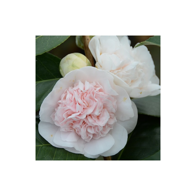 Camellia Marie-Galante