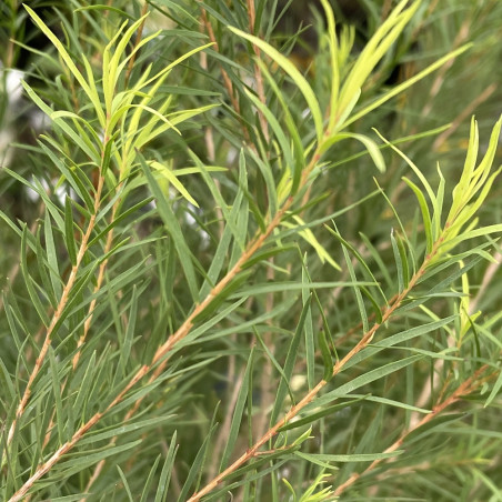 Melaleuca alternifolia