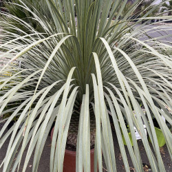 Yucca rostrata pleureur