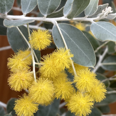 Acacia podalyriifolia