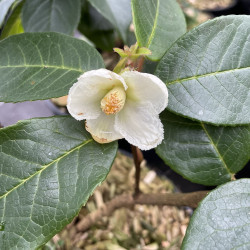 Stewartia pteropetiolata