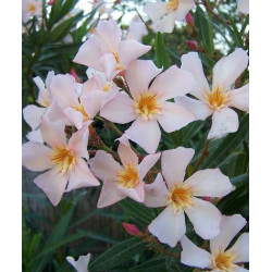 Nerium oleander Regis Faure