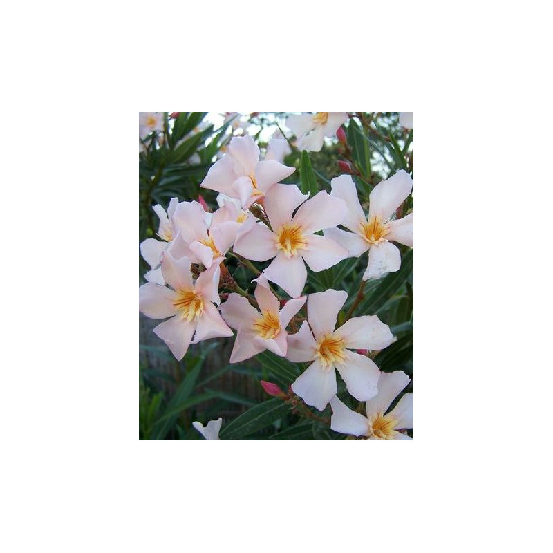 Nerium oleander Regis Faure