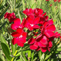 Nerium oleander Paseo