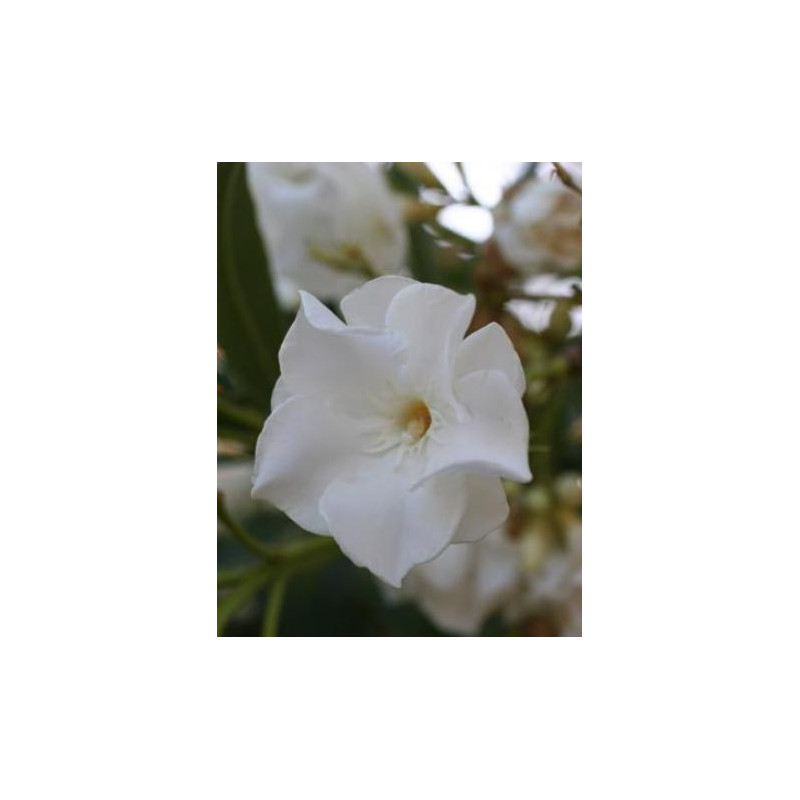 Nerium oleander album plenum