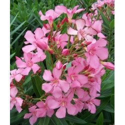 Nerium oleander Lisa