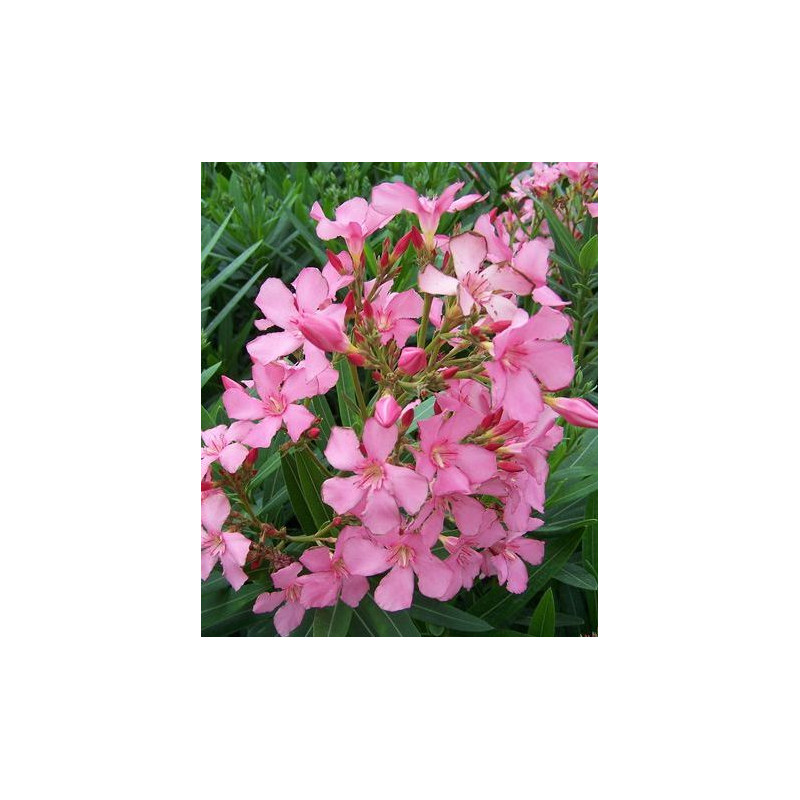 Nerium oleander Lisa