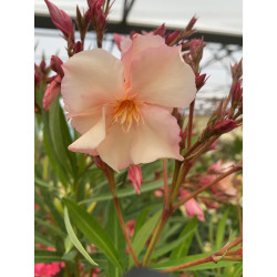 Nerium oleander souvenir de Michel