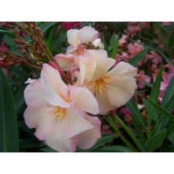 Nerium oleander souvenir de Michel