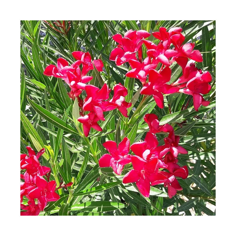 Nerium oleander Colnem