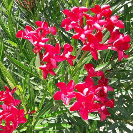 Nerium oleander Colnem