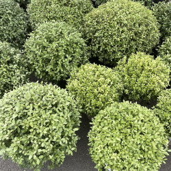 Pittosporum tenuifolium midget