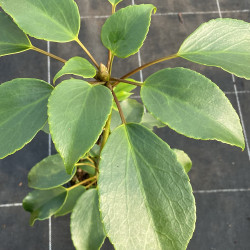 Trochodendron big leaves