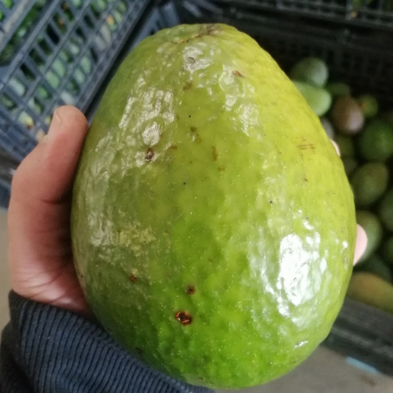 Persea americana 'fuerte', avocatier À l'ombre des figuiers
