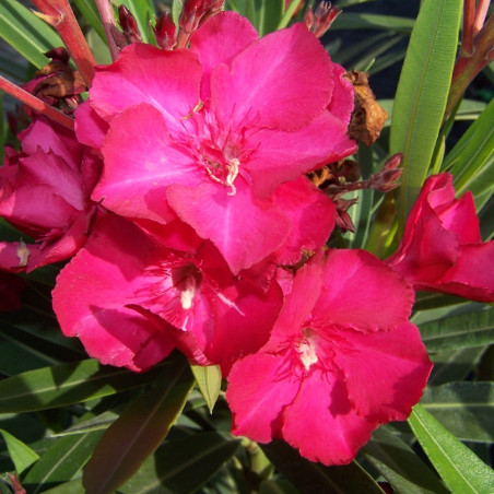 Nerium oleander géant des batailles