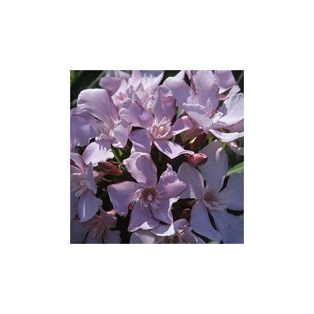 Nerium oleander Barcelona