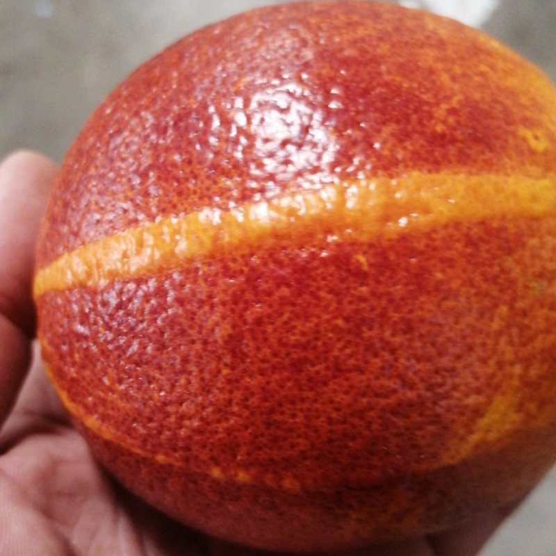 Citrus sinensis tarocco Bream