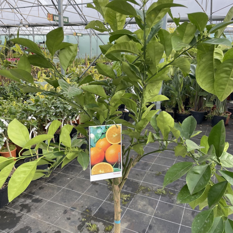 Citrus sinensis Valencia midknight Citrus sinensis Valencia midknight