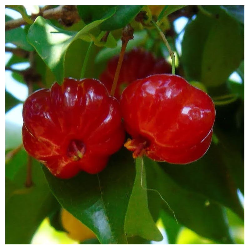 Eugenia uniflora, pitanga