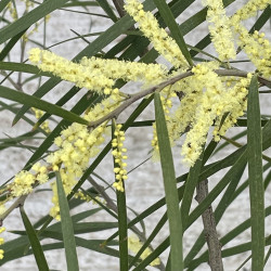 Acacia floribunda