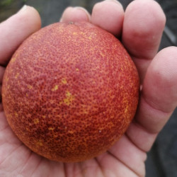 Citrus sinensis violette des vallées