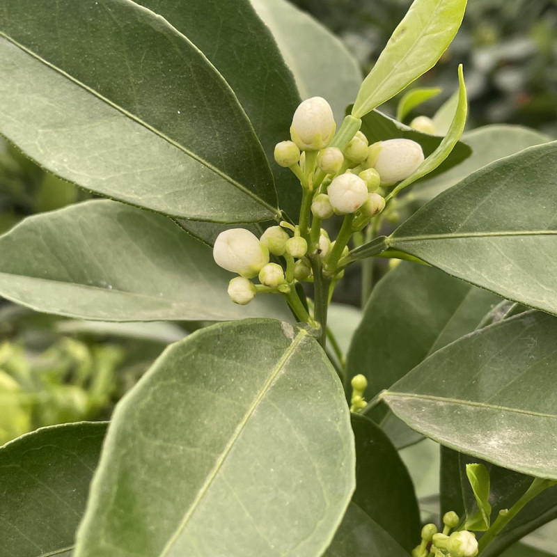 Citrus sinensis navelina