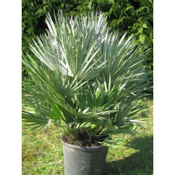 Chamaerops humilis 'Vulcano' 15 l