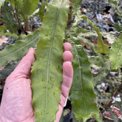 Macadamia ternifolia