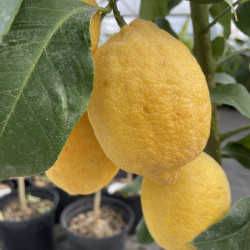 Citrus limon frost
