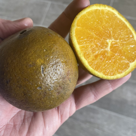 Citrus sinensis navel chocolat