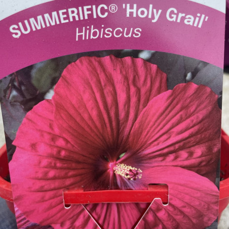 Hibiscus summerific® holy grail