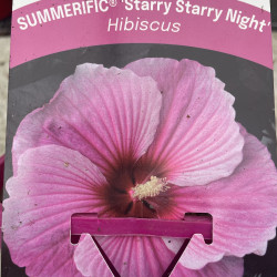 Hibiscus summerific® starry night