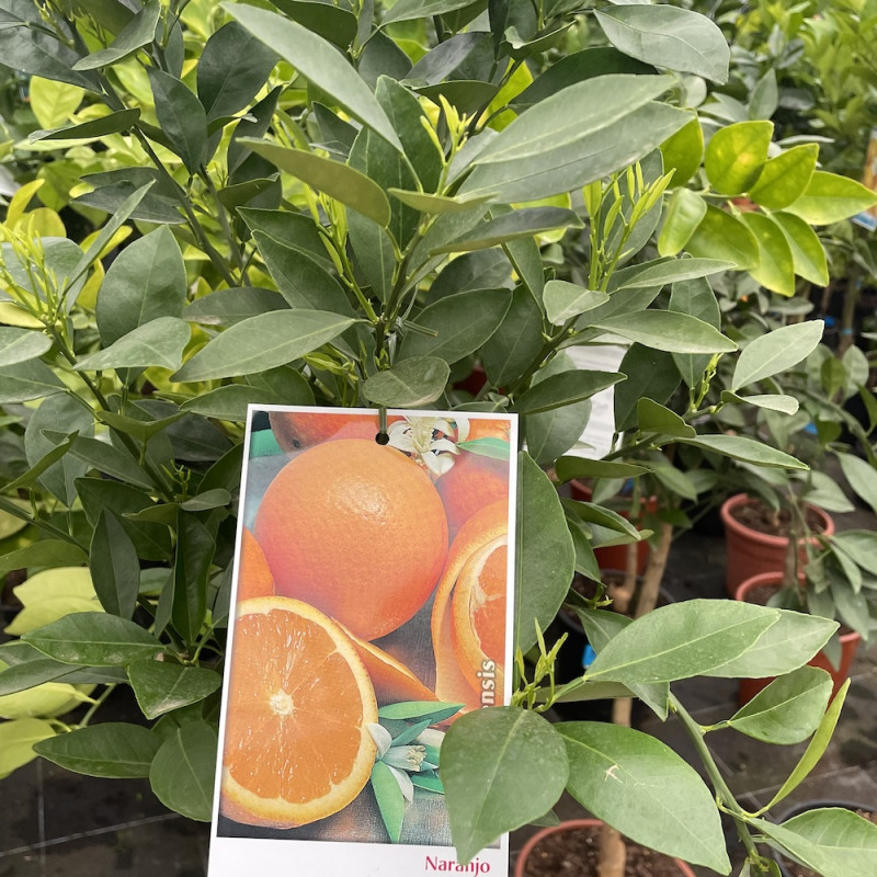 Citrus sinensis Valencia delta