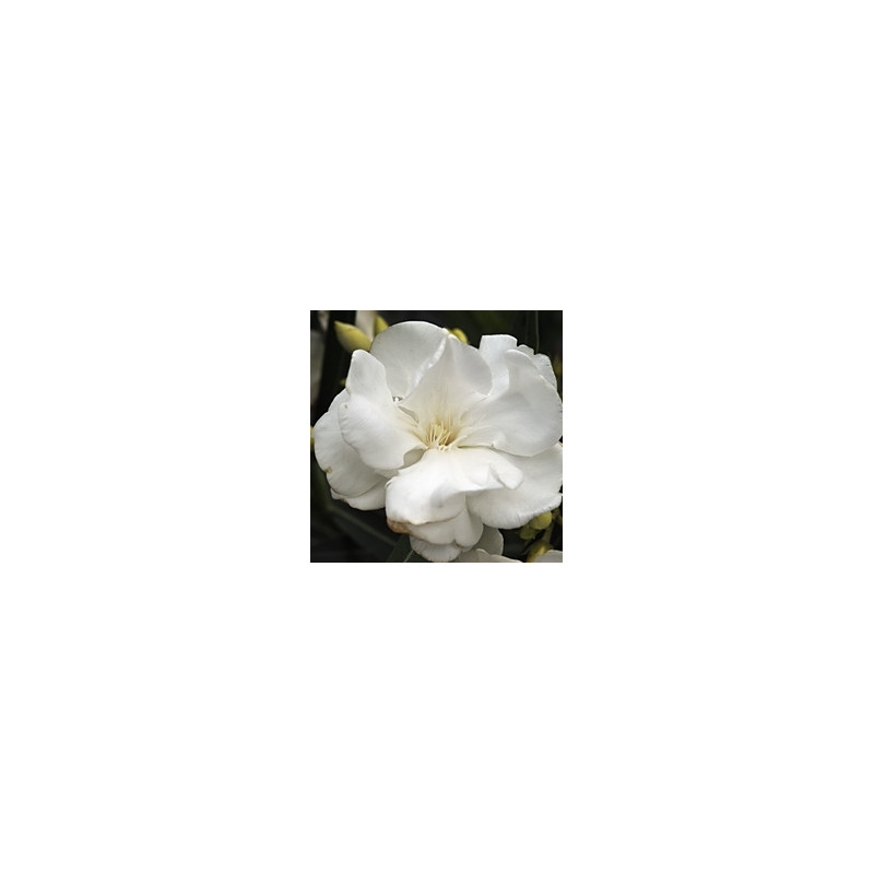 Nerium oleander Porto blanc